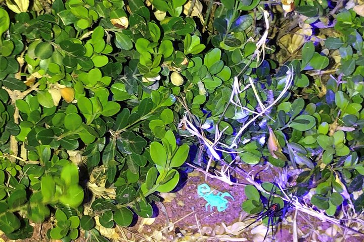 Las Vegas Night-Time Scorpion and Black Widow interactive virtual hunting  - Photo 1 of 9